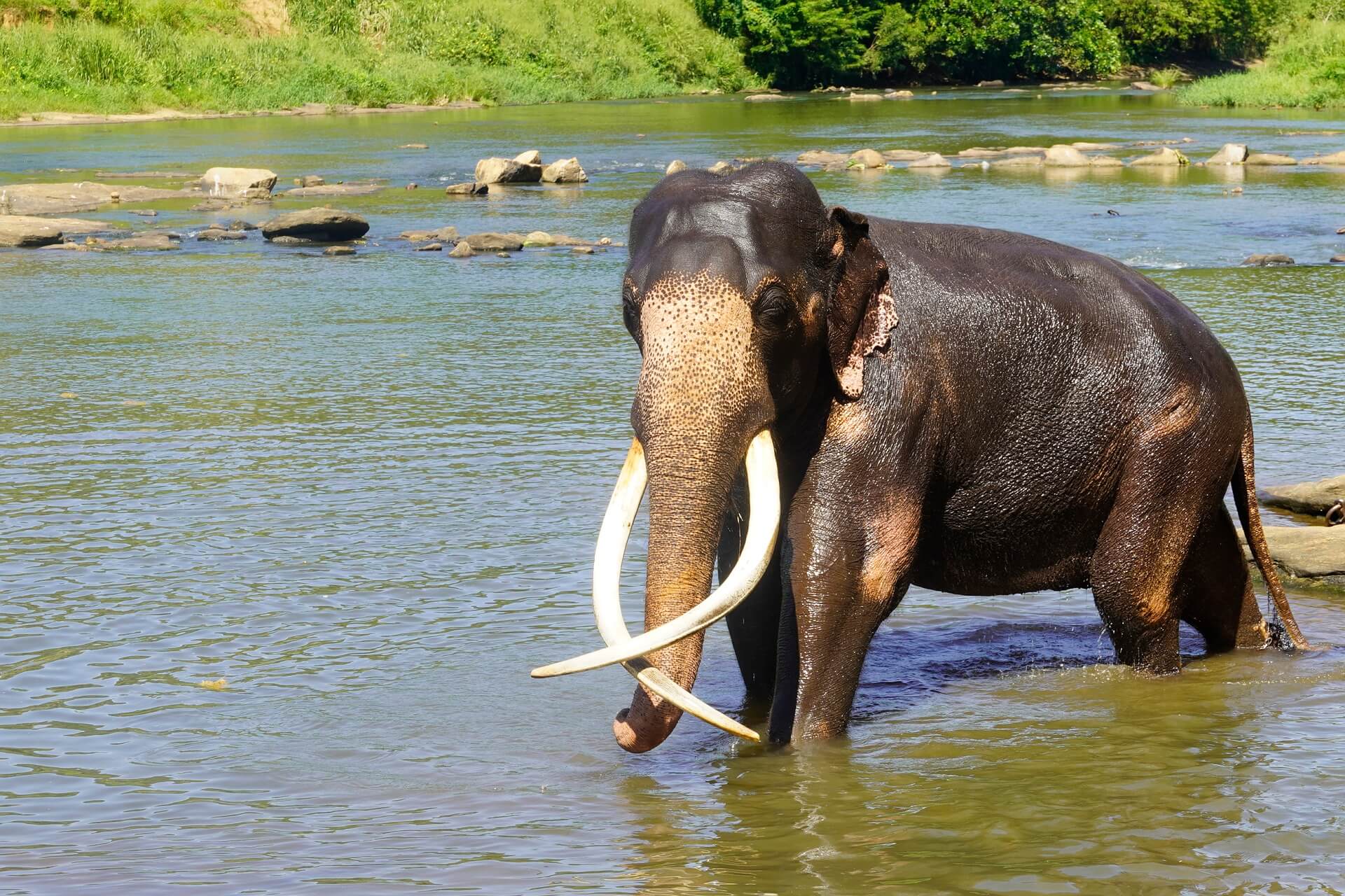 Elephant with long tusks standing in a river in Sri Lanka