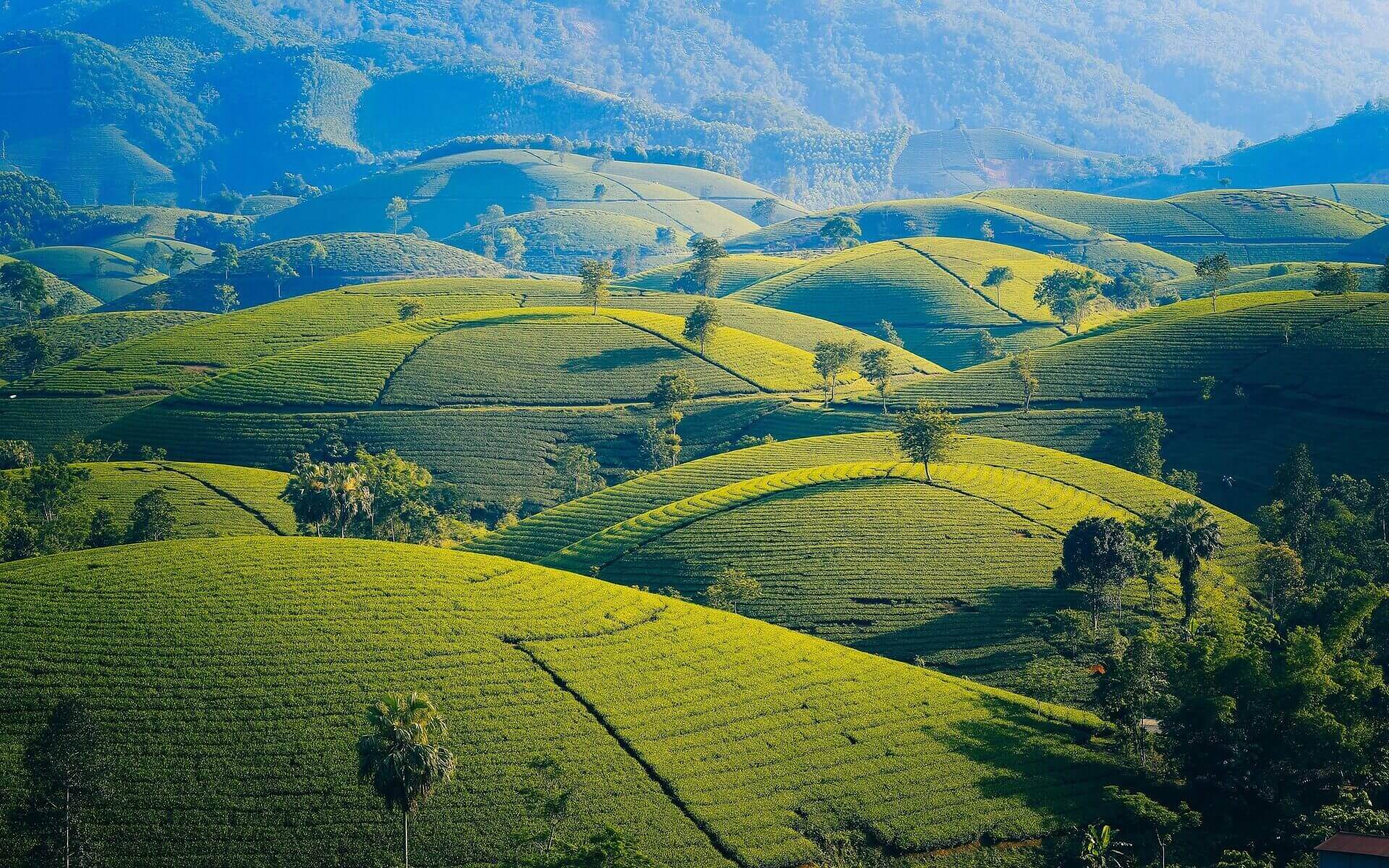Driver and three travellers smiling beside a private car in the tea plantations of Sri Lanka's hill country